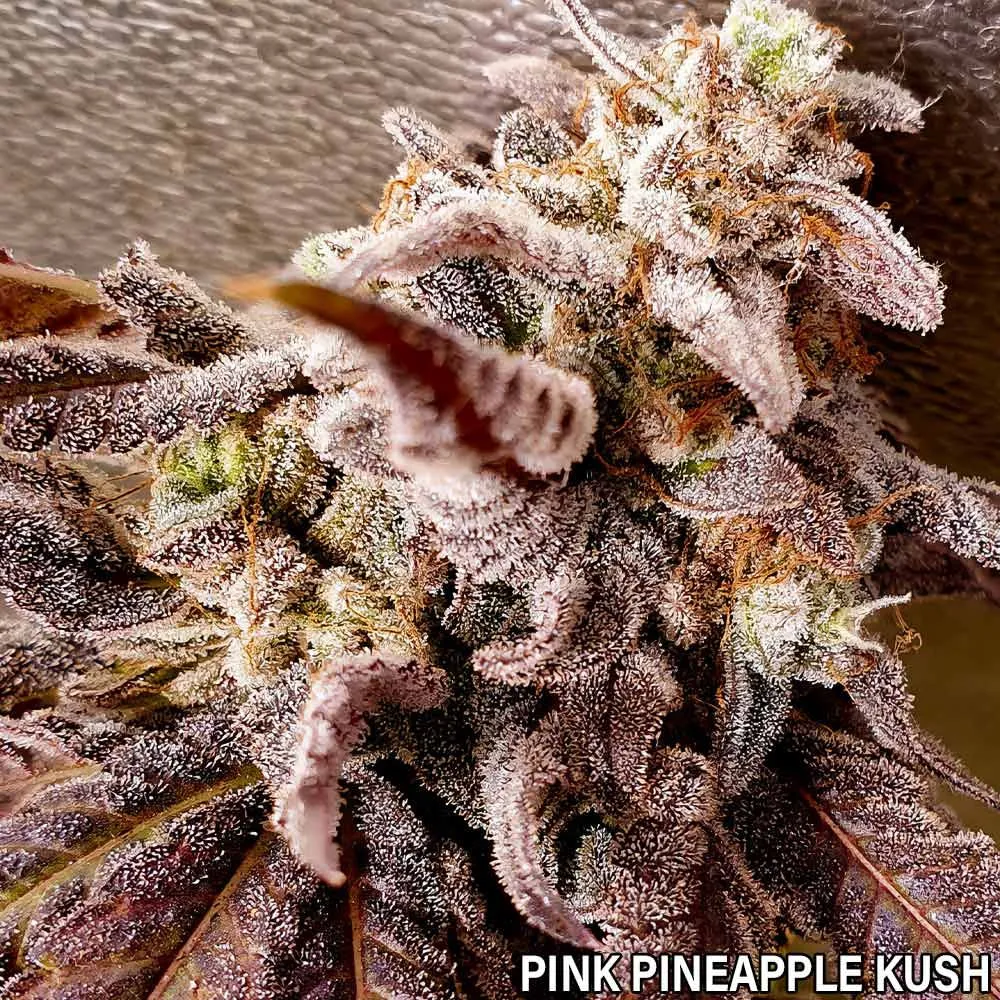 Holy Smoke Seeds - Pink Pineapple Kush / Pineapple Pound Cake