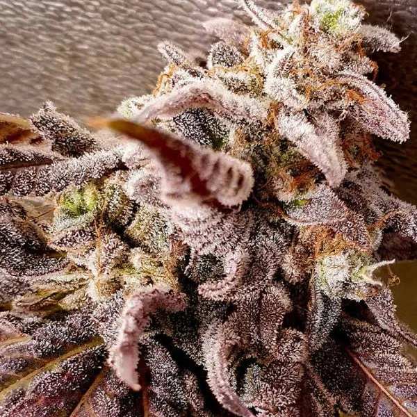 Holy Smoke Seeds - Pink Pineapple Kush / Pineapple Pound Cake